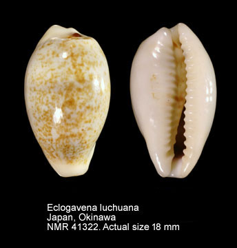 Eclogavena luchuana.jpg - Eclogavena luchuana(Kuroda,1960)